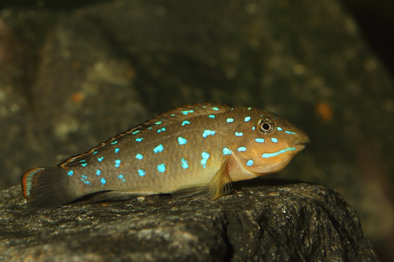 Tanganicodus sp. 'kavalla' Kibige Island